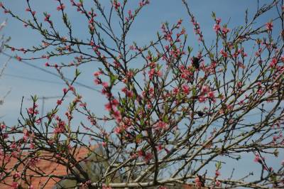 Peach Blossom