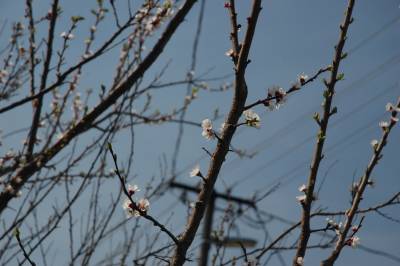 Peach Blossom