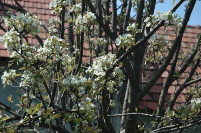 Pear Blossom