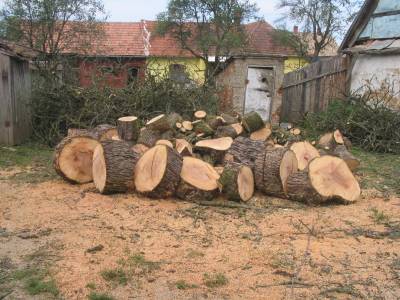 Felled Pear Tree