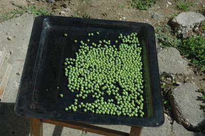 Sun Drying Peas