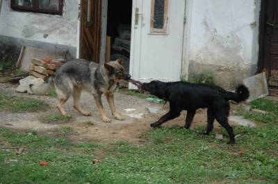 Pickle and Blackie Playing