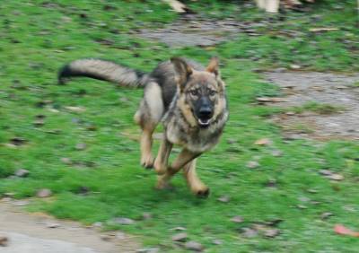 Pickle Galloping Around the Yard