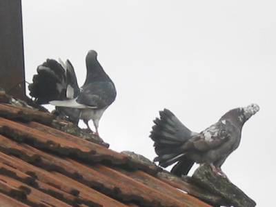 Pigeons