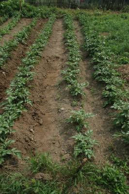 The Potato Crop