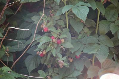 Raspberries