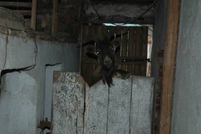 Buck Looks Over Door