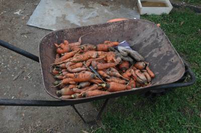 Carrots