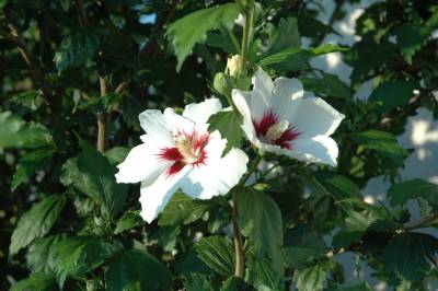 Shrub in Flower