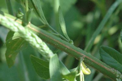 Shrub Weed