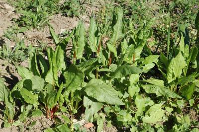 Sorrel