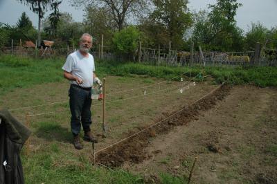 Planting potatoes