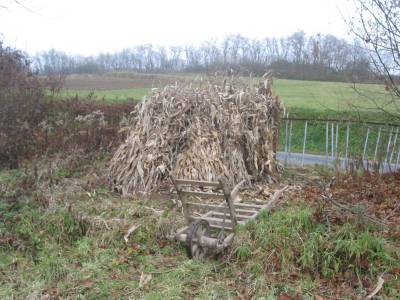 Maize Stalks