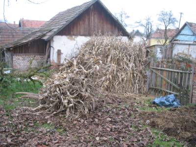 Maize Stalks