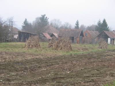 Maize Stalks