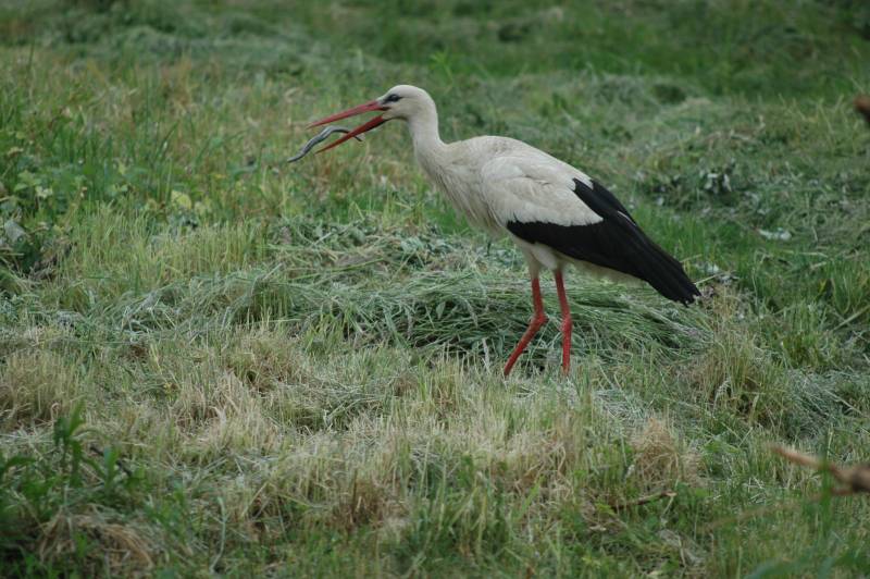 Stork with snake