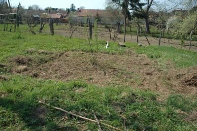 The New Strawberry Patch