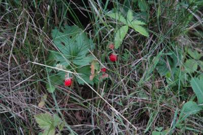 Strawberries