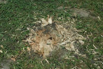 Tree Stump