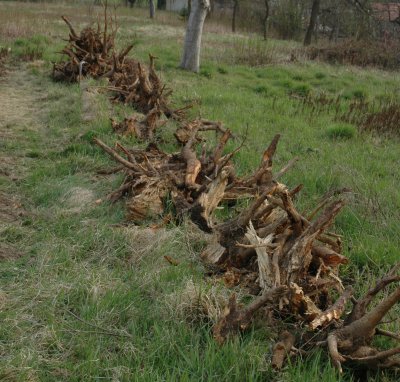 Landscape of stumps