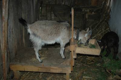 Goat on Milking Table