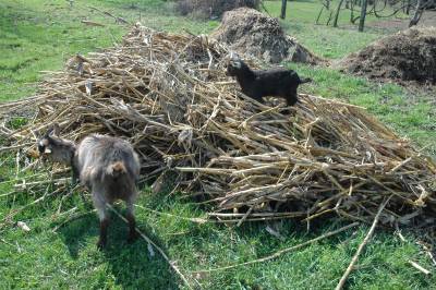 Goats In Maize Stalks