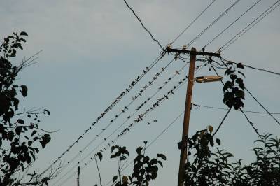 Swallows Gathering on the Wires.