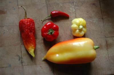 Various Capsicum