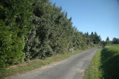 The Hedge By Telek Utca