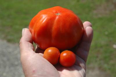 Tomatoes