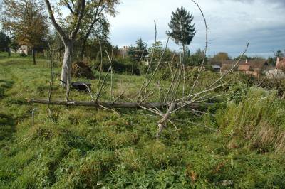 Down Comes the Dead Tree