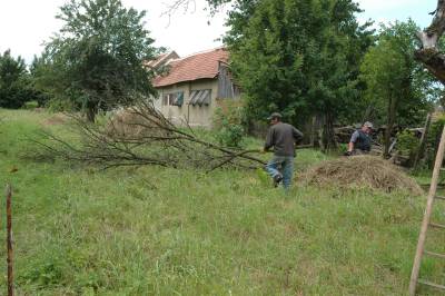 Sawing Up a Felled Tree