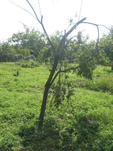 Peach Tree Damaged By Goats