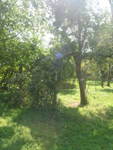 Apple Tree Storm Damage