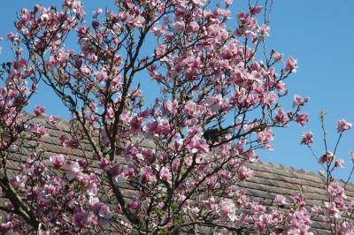 Tulip Tree