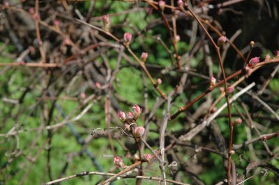 Grape vine in bud