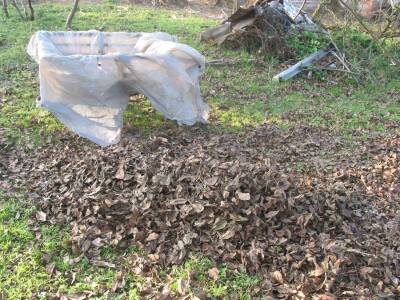 Walnut Leaves