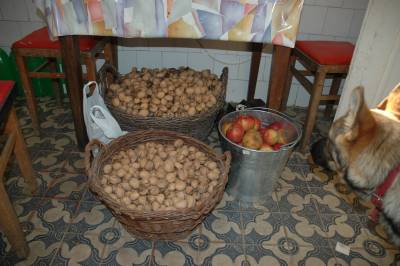 Walnuts and Apples