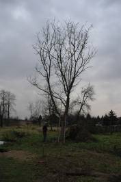 Walnut Tree Before Pollarding