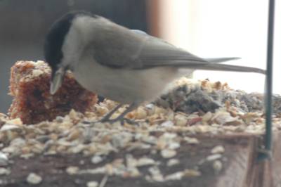 Willow or Marsh Tit